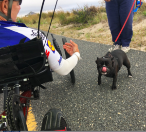 frenchbulldogcycling.jpg.png