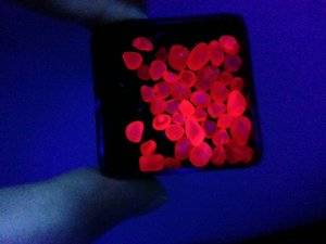 Spinels uncut under UV light 2.JPG