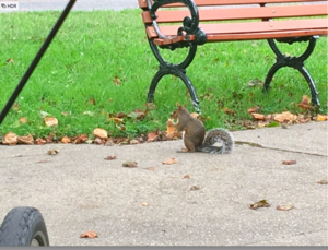 squirreleatingbread.jpg.png