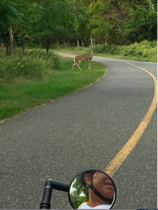 deercycling.jpg.png