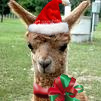 xmasllamapg.jpg