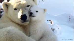 polarbearhugs.gif