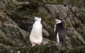 Elephant Island (Point Wild & Cape Lookout)-17.jpg