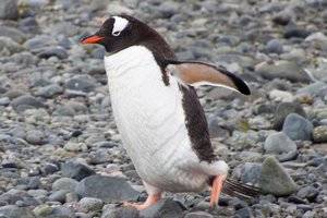 antarctica_cruise_20181228_yankee_harbour_greenwich_island_0035.jpg