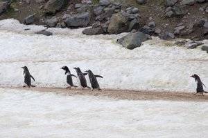 antarctica_cruise_20181228_yankee_harbour_greenwich_island_0155.jpg