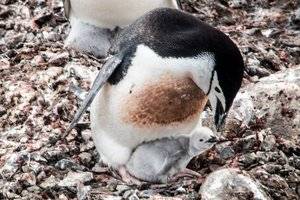 antarctica_cruise_20181228_half_moon_island_0145.jpg