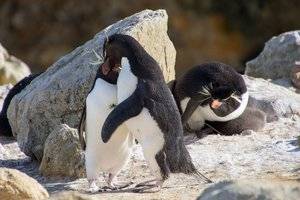 antarctica_cruise_20181224_new_island_falklands_0114.jpg