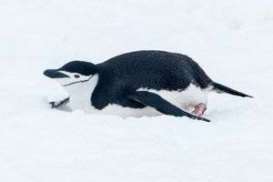 antarctica_cruise_20181228_half_moon_island_0121.jpg