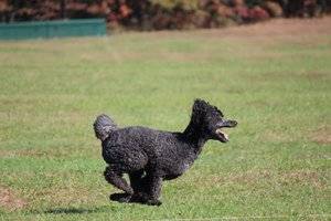 Fallon Lure Coursing 2012.jpg