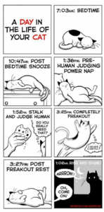 catcartoon.png