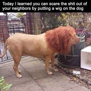 dogaslion.jpg