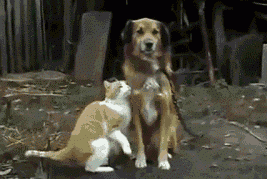 catanddoglove.gif