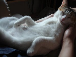 albi_sleepinginlap.jpg