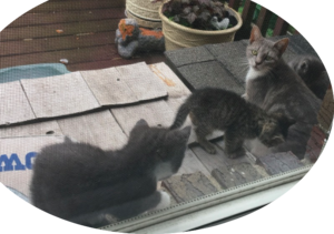 kittiesonmomsdeck.png