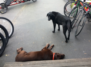 bikeshopdoggies.png