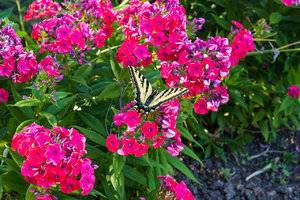 Swallowtail-1.jpg