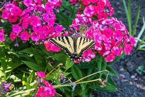 Swallowtail-2.jpg