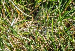 spider web in the sun.jpg