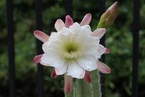 Peruvian Apple Catus Bloom a.jpg