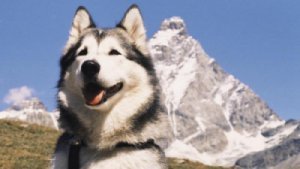 ALASKAN MALAMUTE.jpg