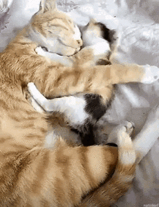 kittyhugs.gif