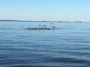 birdsenjoyingthesandbar.jpg