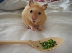 Hammy w broccoli1.jpg