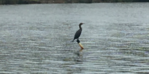 cormorant.png