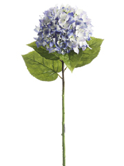 bluehydrangeas.jpg