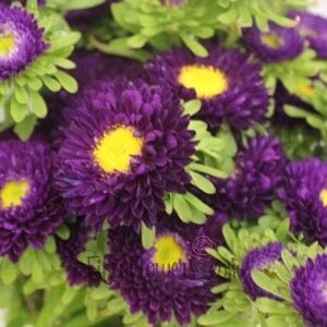 purple flowers.jpg