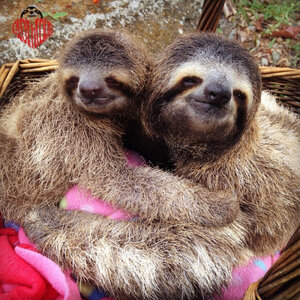 slothlove.jpg