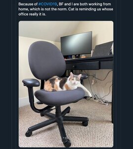 catsofficetruth.jpg