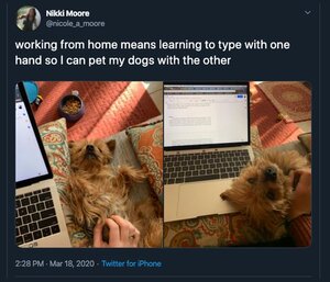 multitaskingwithdogandwork.jpg