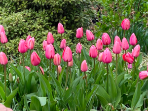 pinktulips.jpeg.png