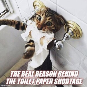 cat-real-reason-behind-toilet-paper-shortage-imgflipcom.jpeg