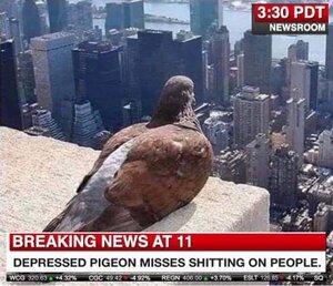 poorpigeon.jpg