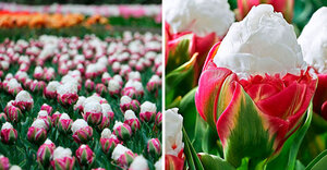 ice-cream-tulip-flower-coverimage.jpg