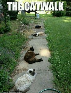 27309694-8226119-Paw_sing_for_thought_A_quartet_of_cats_have_claimed_this_walkway-a-2_15873655...jpg