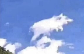 flying pig.jpg