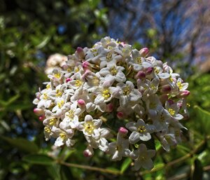 Syringa blooming.jpg