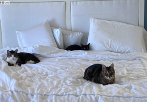 3catsinthebedmay2020.png