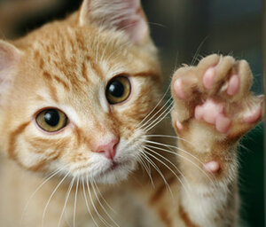 kitten-high-five-thinkstockphotos-149052633-335lc101615jpg.jpg