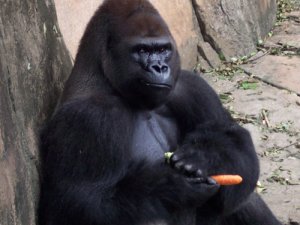 gorilla_carrot_lg[1].jpg