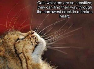 catwhiskers.jpg