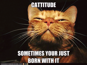 cattitude.png