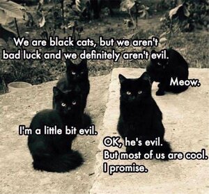 blackcatsrock.jpg