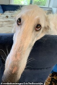 borzoi.jpg