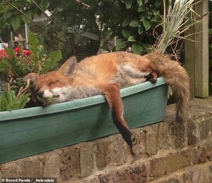 28833944-8357547-Helen_Dale_from_Australia_shared_a_beautiful_fox_taking_a_nap_in-a-92_1590762...jpg