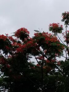 royal poinciana2.jpg