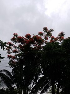 royal poinciana1.jpg